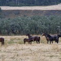 Semi-wild horses