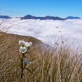 White gentian flower in tussock