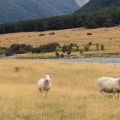 Sheep grazing in Matukituki Valley