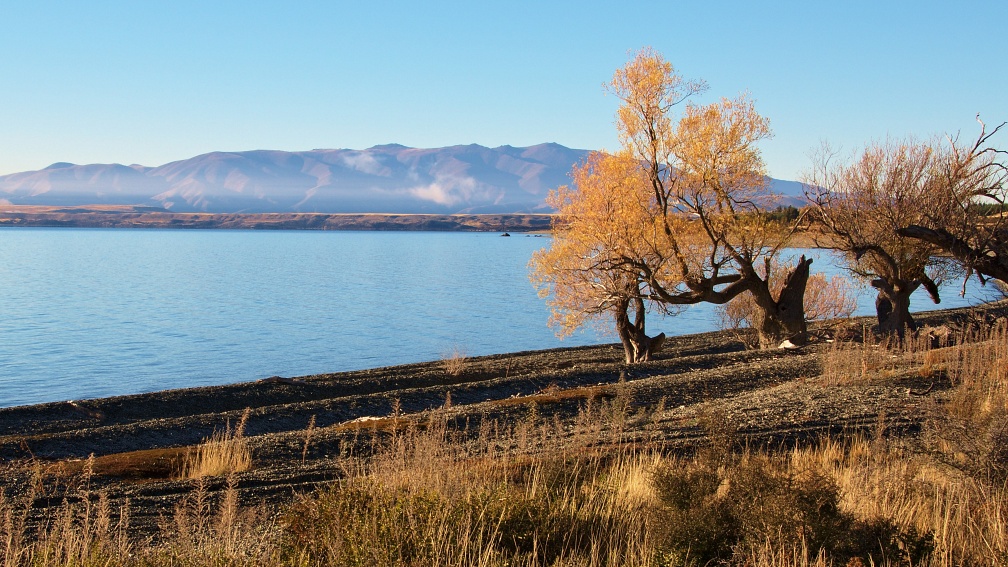 Old willow trees by Lake Ohau