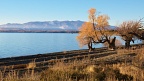 Old willow trees by Lake Ohau