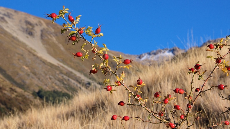 Shoots of bright red rosehips