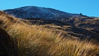 Tussock in Freehold Creek valley