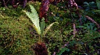Small fern plant