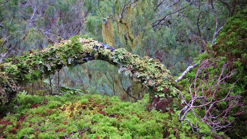 Tree trunk covered in mosses