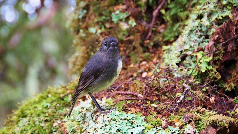 South Island Robin in forest