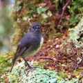 South Island Robin in forest