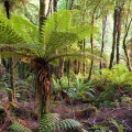 Large tree-ferns in the forest