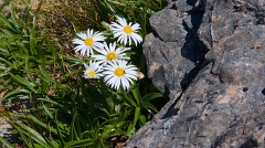 Daisies and rock