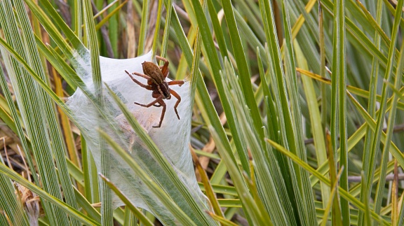Nursery web spider with a protective tent for her brood