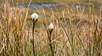 White gentian flowers with closed petals hiding in the tussock