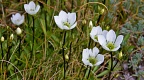 Open flowers of white gentian