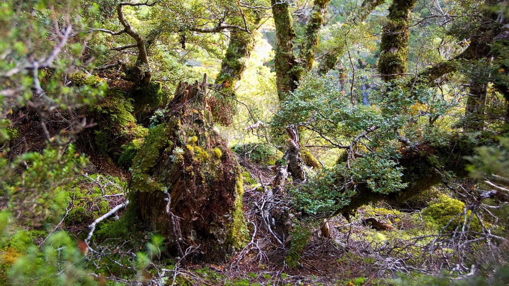 Mossy spot in beech forest