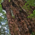 Tree trunk leftover