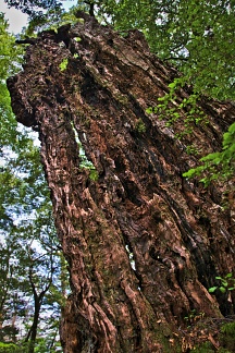 Tree trunk leftover