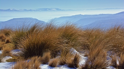 Golden tussock above Clutha Valley
