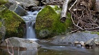 Little stream in beech forest