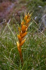 Aciphylla Pinnatifida, a cousin of Spanish Speargrass