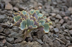 Purple-green scree plant
