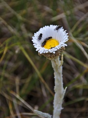 Insects on mountain daisy flower