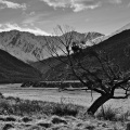 Solitary tree in Rees Valley