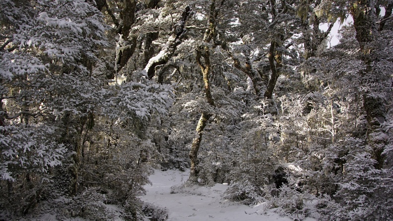 Fresh snow in beech forest