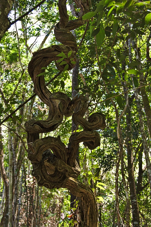 Picturesque vine in the forest