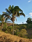 Palm trees on the way to Cachoeira do Evilson