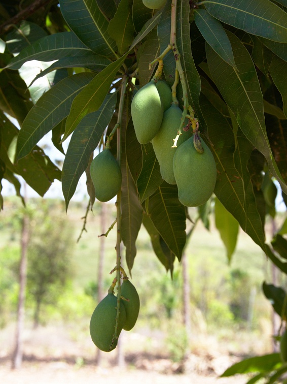 Unripe mangos