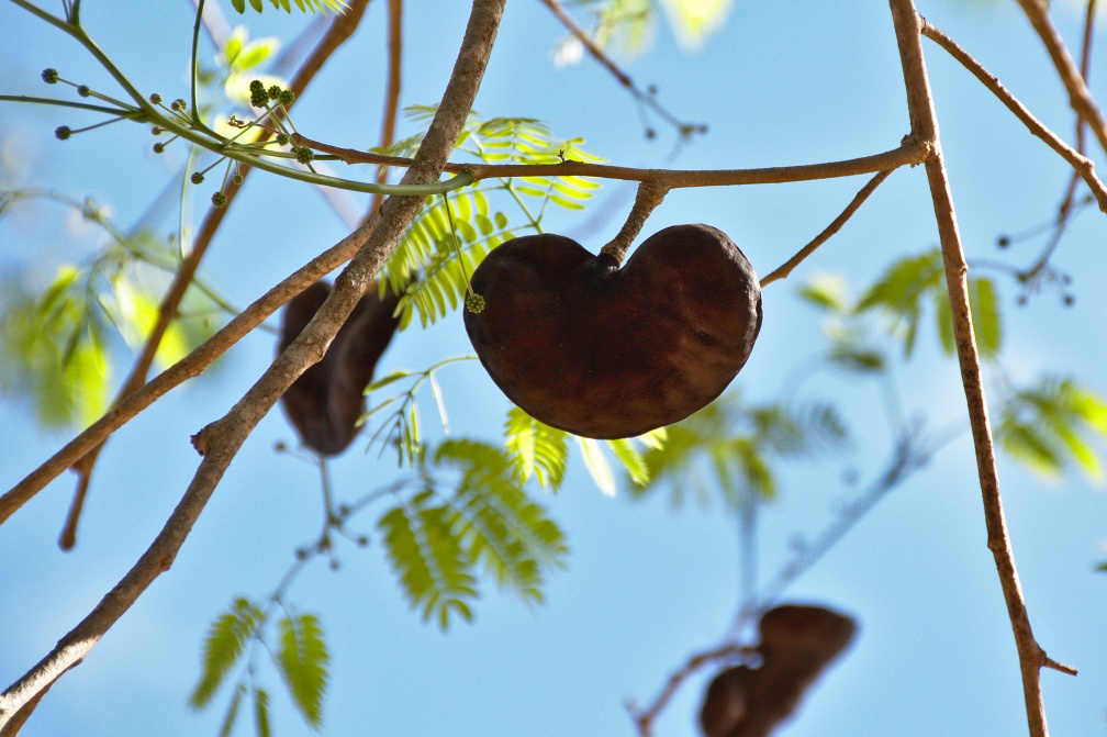 Heart shaped tree fruit