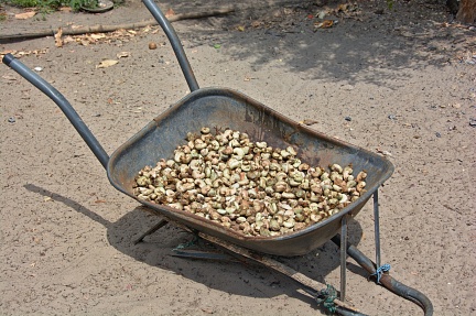 Wheelbarrow full of cashew nuts