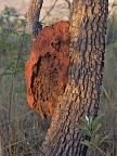 Termite mound on the tree