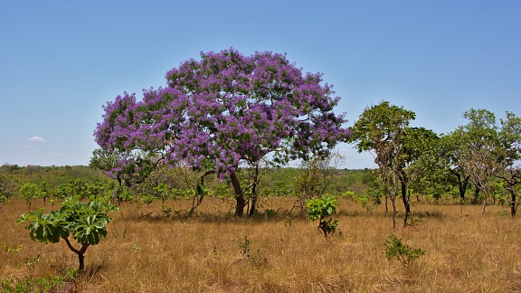 Sucupira tree in bloom
