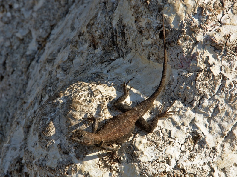 Small lizard (Lagartixa)