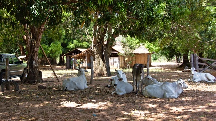 Cattle in shade (Gado Nelore)
