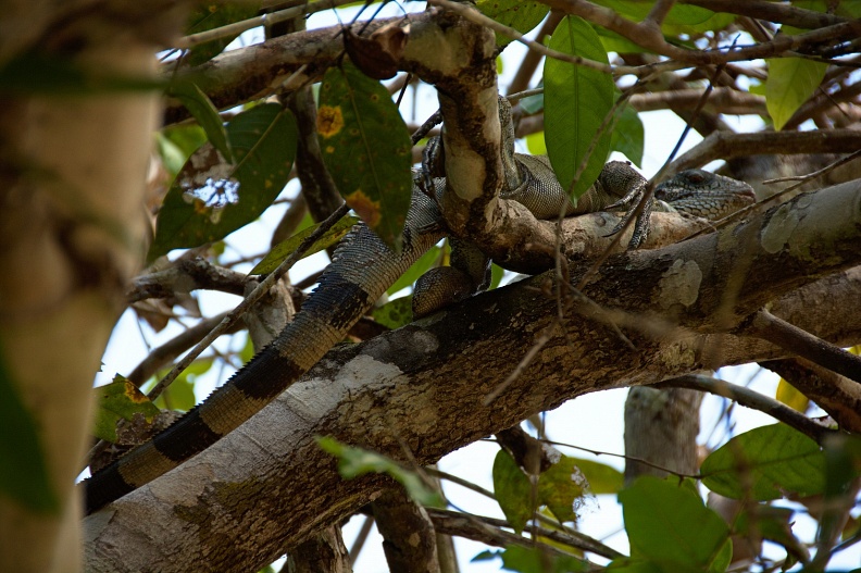Large lizard Iguana in the tree