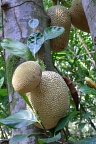 Jackfruit (jaca)