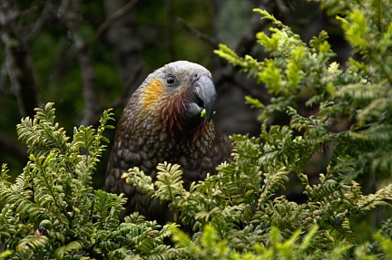 New Zealand Kaka (Kākā, Nestor meridionalis)