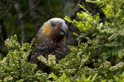 Kākā, New Zealand endemic forest parrot