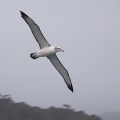 Albatross at Stewart Island