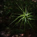 Spiky green plant in dark forest