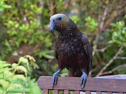 New Zealand endemic parrot Kaka (Kākā, Nestor meridionalis)