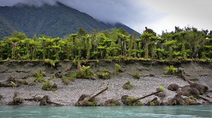 Ferns on undermined bank of Waiatoto River