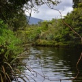 Vegetation by Hindley Creek