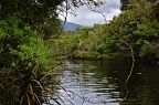 Vegetation by Hindley Creek