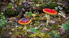 Toadstools in Hanmer Heritage Forest