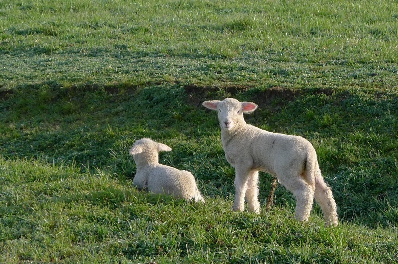 Little lambs