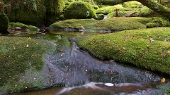 Stream and mossy boulders