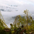Ferns above clouds