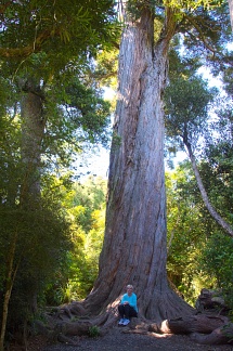 Tōtara tree